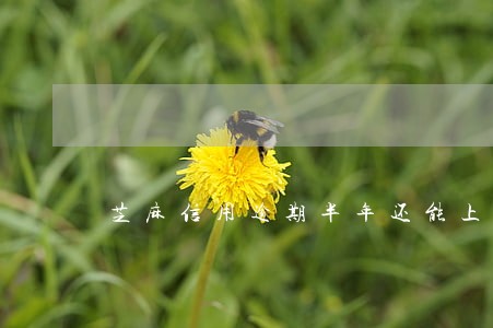芝麻信用逾期半年还能上征信吗 芝麻信用逾期半年还能上征信吗