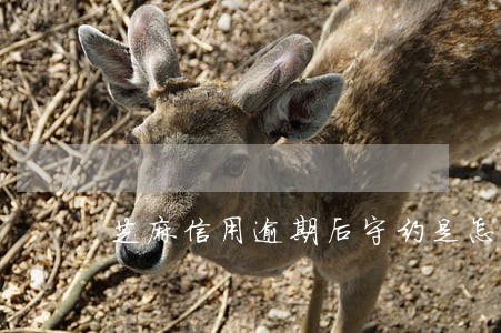 芝麻信用逾期后守约是怎么回事 芝麻信用逾期后守约是怎么回事