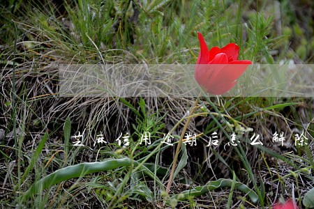 芝麻信用逾期后怎么解除 芝麻信用逾期后怎么解除