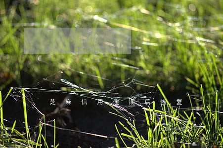 芝麻信用逾期后恢复 芝麻信用逾期后恢复