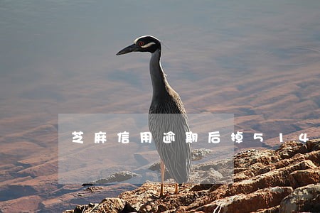 芝麻信用逾期后掉514分