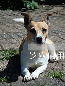 芝麻信用逾期后果 芝麻信用逾期后果