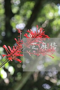 芝麻信用逾期多久取消 芝麻信用逾期多久取消