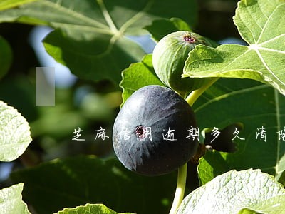 芝麻信用逾期多久清除 芝麻信用逾期多久清除