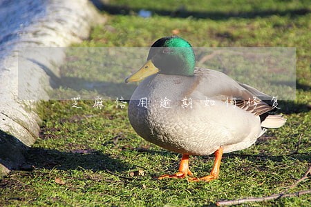芝麻信用逾期如何修复 芝麻信用逾期如何修复