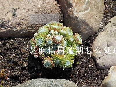 芝麻信用逾期怎么处理 芝麻信用逾期怎么处理