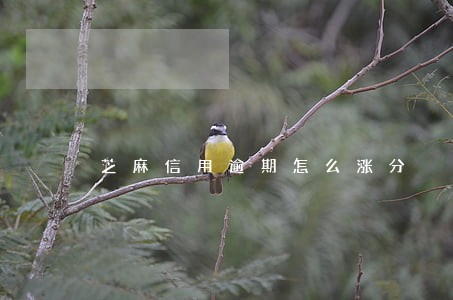 芝麻信用逾期怎么涨分