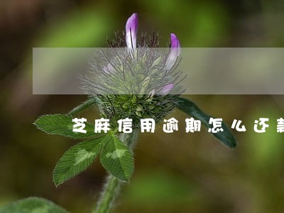 芝麻信用逾期怎么还款呢 芝麻信用逾期怎么还款呢