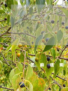 芝麻信用逾期怎样申诉成功 芝麻信用逾期怎样申诉成功