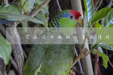 芝麻信用逾期恢复邀请好友助力 芝麻信用逾期恢复邀请好友助力