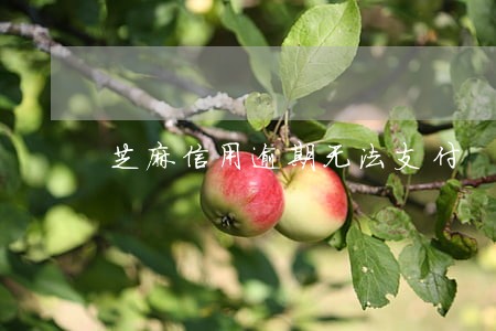 芝麻信用逾期无法支付 芝麻信用逾期无法支付