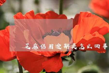 芝麻信用逾期是怎么回事 芝麻信用逾期是怎么回事