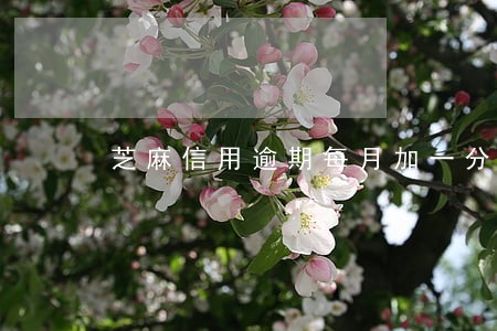 芝麻信用逾期每月加一分 芝麻信用逾期每月加一分