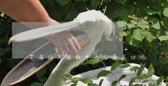 芝麻信用逾期申诉容易成功吗 芝麻信用逾期申诉容易成功吗