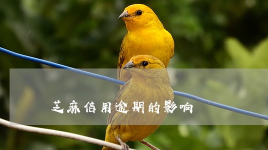 芝麻信用逾期的影响