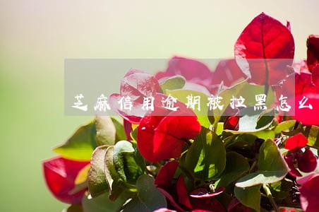 芝麻信用逾期被拉黑怎么办 芝麻信用逾期被拉黑怎么办