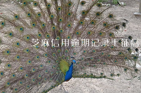 芝麻信用逾期记录上征信吗 芝麻信用逾期记录上征信吗