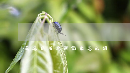 芝麻信用逾期记录怎么消 芝麻信用逾期记录怎么消