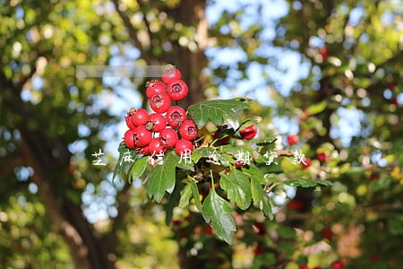 芝麻信用逾期贷款 芝麻信用逾期贷款