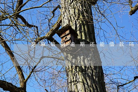 芝麻信用逾期还能借款吗 芝麻信用逾期还能借款吗