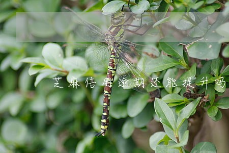 芝麻信用逾期还能提升吗 芝麻信用逾期还能提升吗