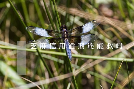 芝麻信用逾期还能救吗 芝麻信用逾期还能救吗