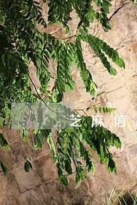 芝麻信用金融逾期 芝麻信用金融逾期