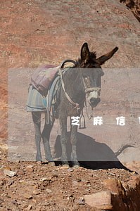 芝麻信贷逾期一天 芝麻信贷逾期一天