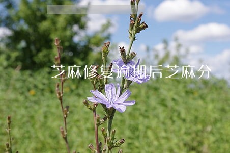 芝麻修复逾期后芝麻分 芝麻修复逾期后芝麻分