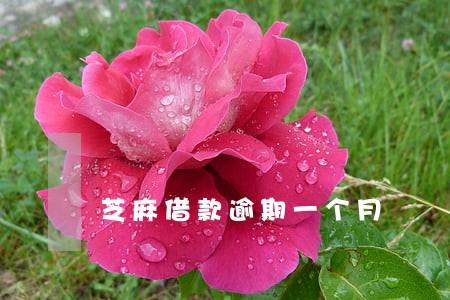 芝麻借款逾期一个月 芝麻借款逾期一个月