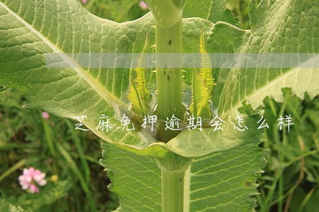 芝麻免押逾期会怎么样 芝麻免押逾期会怎么样
