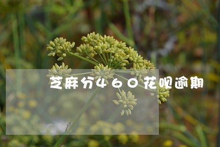芝麻分460花呗逾期 芝麻分460花呗逾期