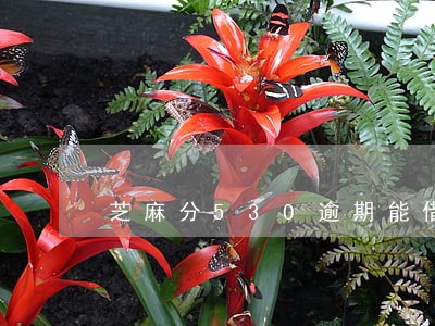 芝麻分530逾期能借到钱吗