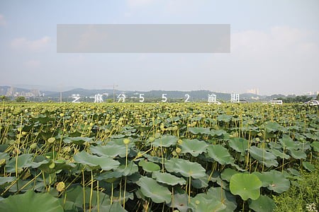 芝麻分552逾期 芝麻分552逾期