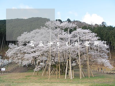芝麻分568逾期了 芝麻分568逾期了