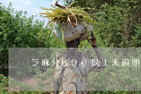 芝麻分600以上未逾期贷款 芝麻分600以上未逾期贷款