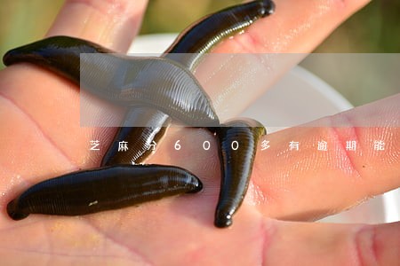 芝麻分600多有逾期能下款么 芝麻分600多有逾期能下款么