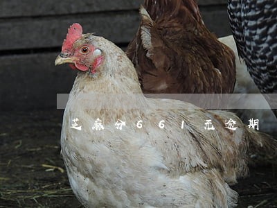 芝麻分661无逾期 芝麻分661无逾期