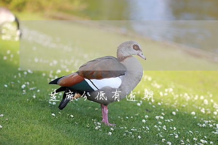 芝麻分低有逾期 芝麻分低有逾期