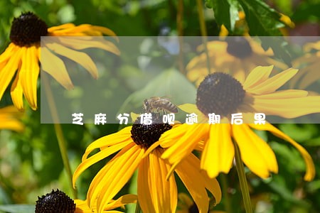 芝麻分借呗逾期后果 芝麻分借呗逾期后果