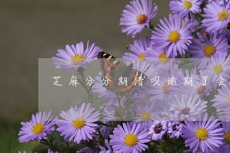 芝麻分分期借呗逾期了会怎样