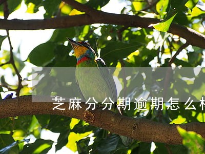 芝麻分分期逾期怎么样 芝麻分分期逾期怎么样