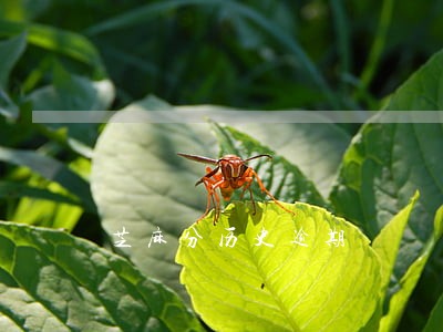 芝麻分历史逾期 芝麻分历史逾期