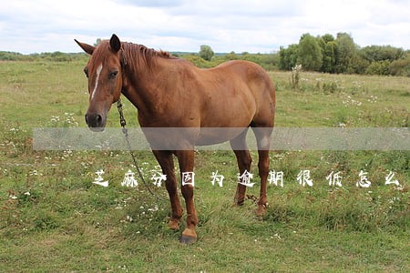 芝麻分因为逾期很低怎么快速恢复 芝麻分因为逾期很低怎么快速恢复
