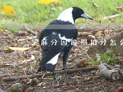 芝麻分因逾期扣分怎么再升上去 芝麻分因逾期扣分怎么再升上去