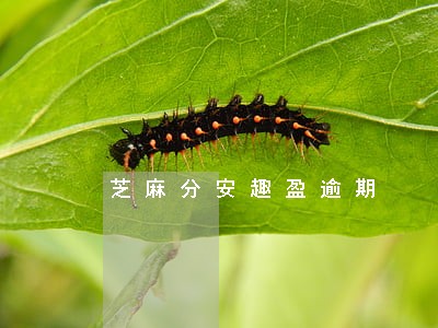 芝麻分安趣盈逾期 芝麻分安趣盈逾期