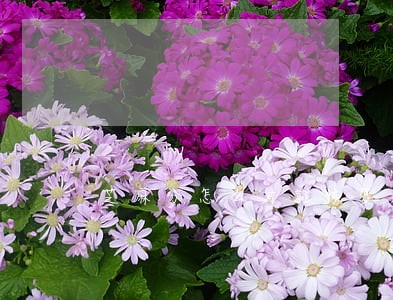 芝麻分怎么才能恢复逾期 芝麻分怎么才能恢复逾期