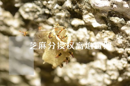 芝麻分授权高炮逾期 芝麻分授权高炮逾期