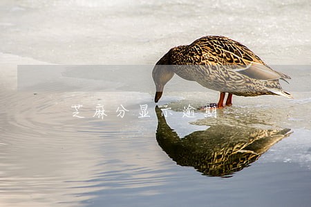 芝麻分显示逾期 芝麻分显示逾期