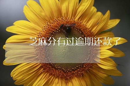 芝麻分有过逾期还款了 芝麻分有过逾期还款了
